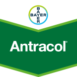 Antracol (PO) WP700